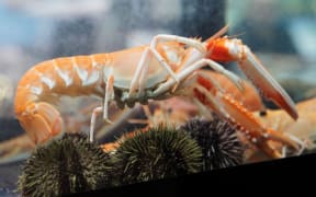 Scampi in an aquarium.