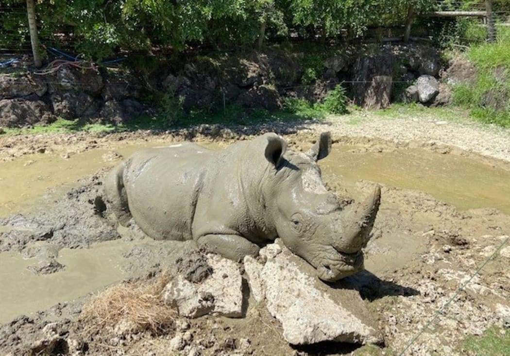 Auckland Zoo staff say Inkosi was euthanised after a sudden untreatable illness.