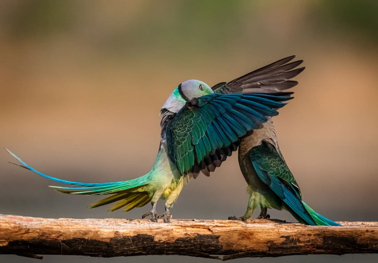 Animal crackers: Finalists for the Comedy Wildlife Photography Awards ...