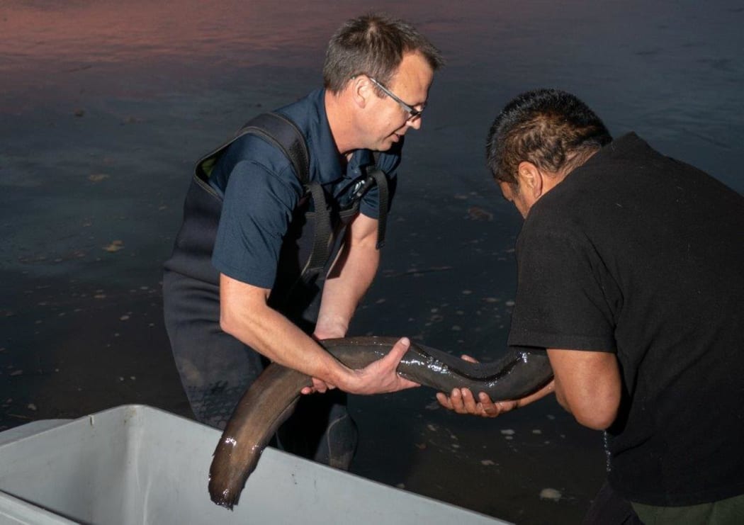 Releasing a tagged female longfin eel at dusk at Port Waikato.