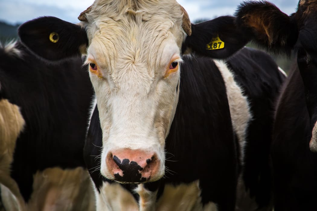 Cow beef cattle generic