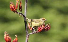 New Zealand Bellbird