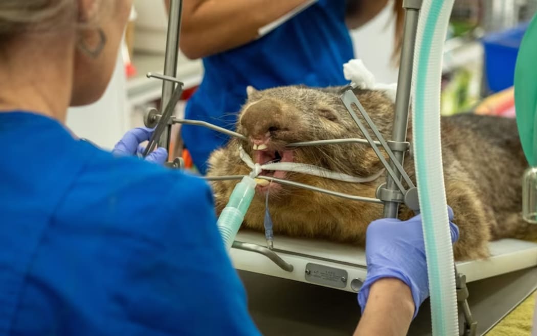 The wombat dental gag Girius Antanaitis developed with vets, who were struggling to handle the large marsupial.