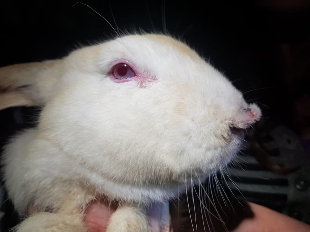 Some of the rescued rabbits had torn off noses from where they'd sniffed through the cage wires and been bitten by the rabbit on the other side.