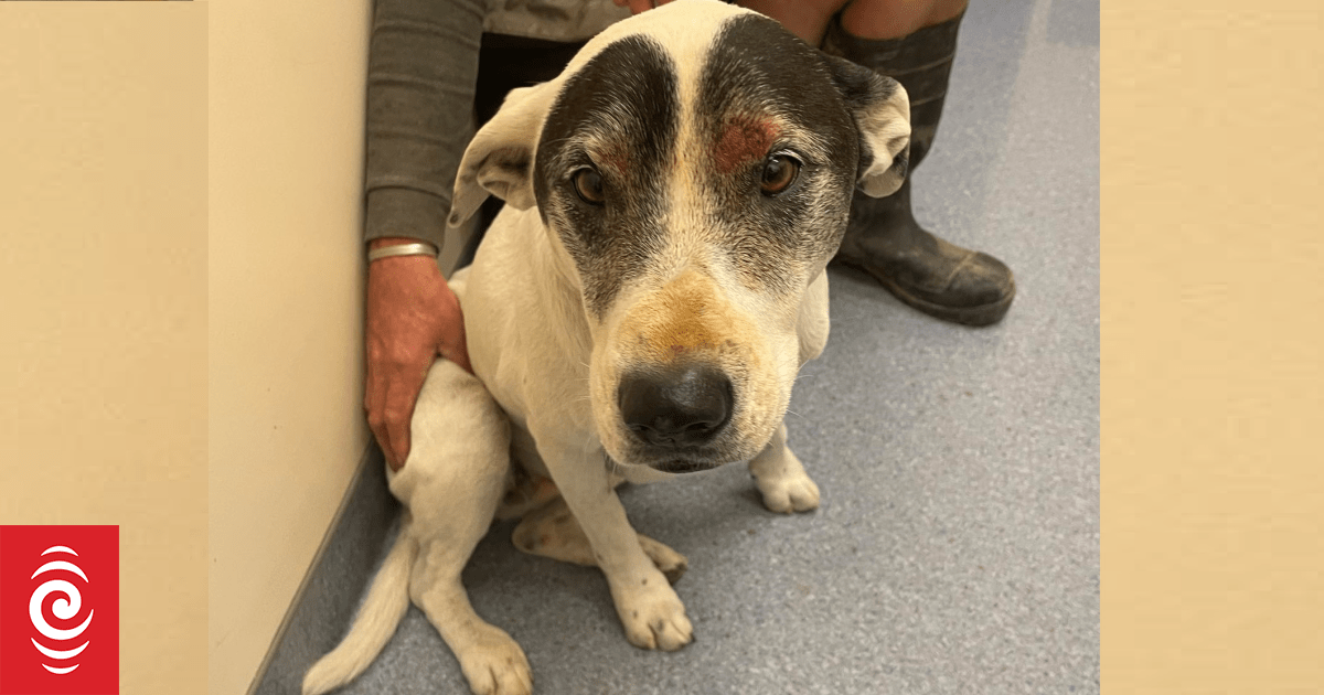 Dog rescued after spending 24 hours trapped in drainpipe