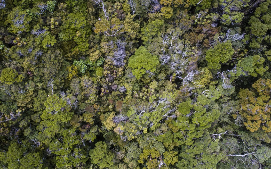Intact forest from the proposed mining site on conservation land at Te Kuha.