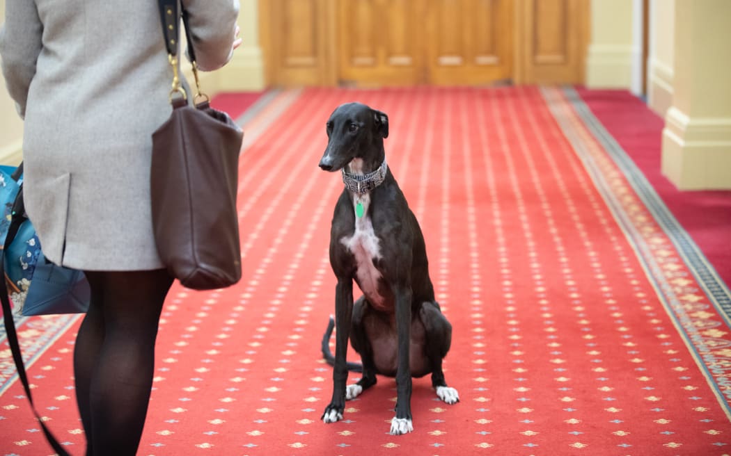 MP Kieran McAnulty's dog Zoi is a friendly face in the corridors of Parliament at night.