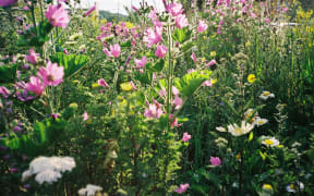Apart from the pleasure they bring there are many good reasons to grow cut flowers.