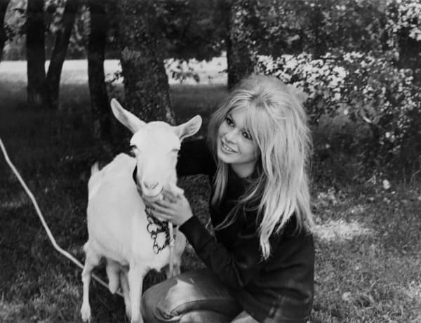 Picture taken in the 60s shows French actress Brigitte Bardot stroking a young female goat.