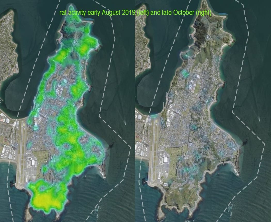 A heat map of the amount of rat bait being eaten shows intense activity over much of Miramar Peninsula in early August 2019 (left), and much less activity in late October once many rats have died.