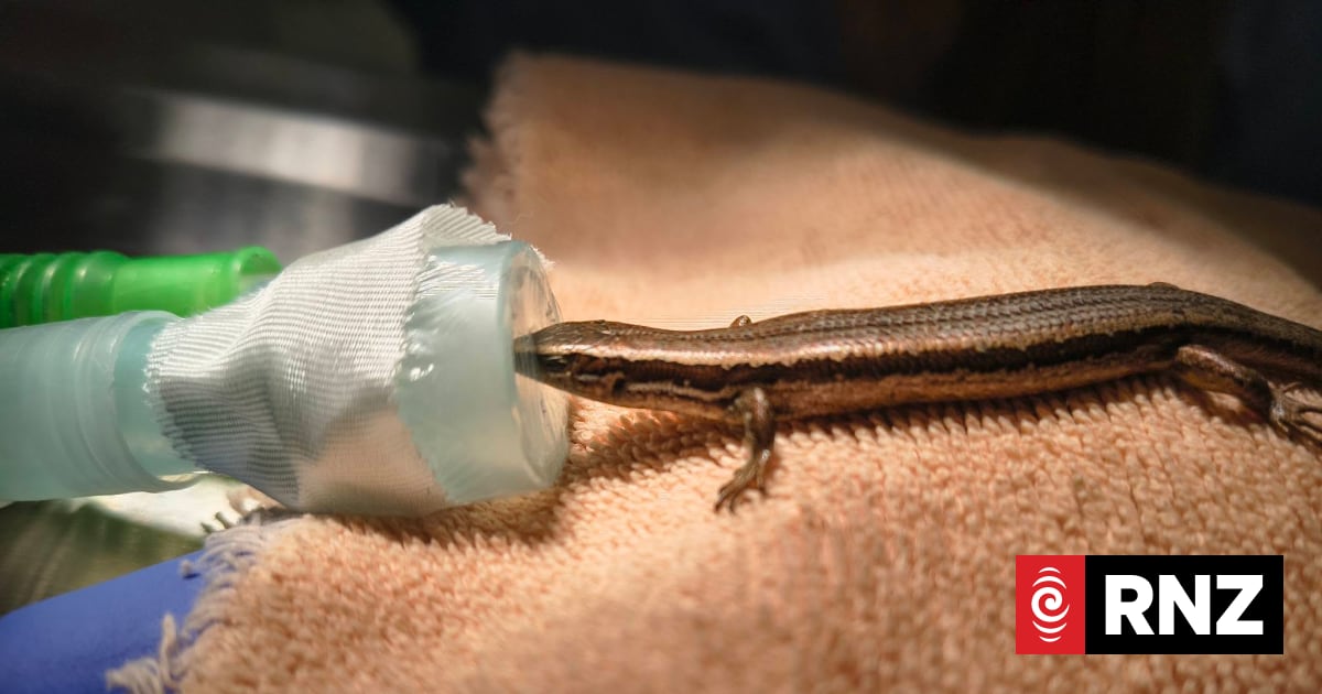 Vet performs surgery on critically injured skink 'Kevin', who weighs less than 4 grams