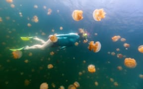 Woman snorkeling with endemic golden jellyfish in lake at Palau.