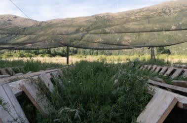 The garden area of the Otago Escargots farm, where the snails live from November to April.