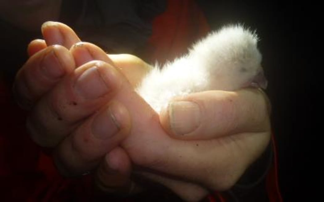 The first kakapo chick born in 2016.