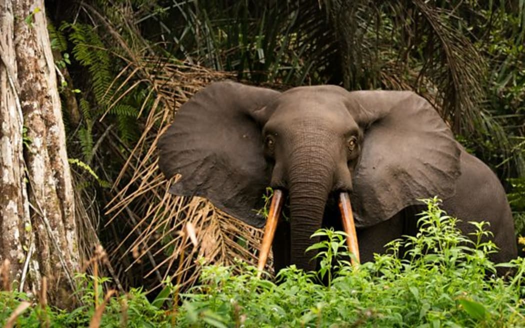 Elephant