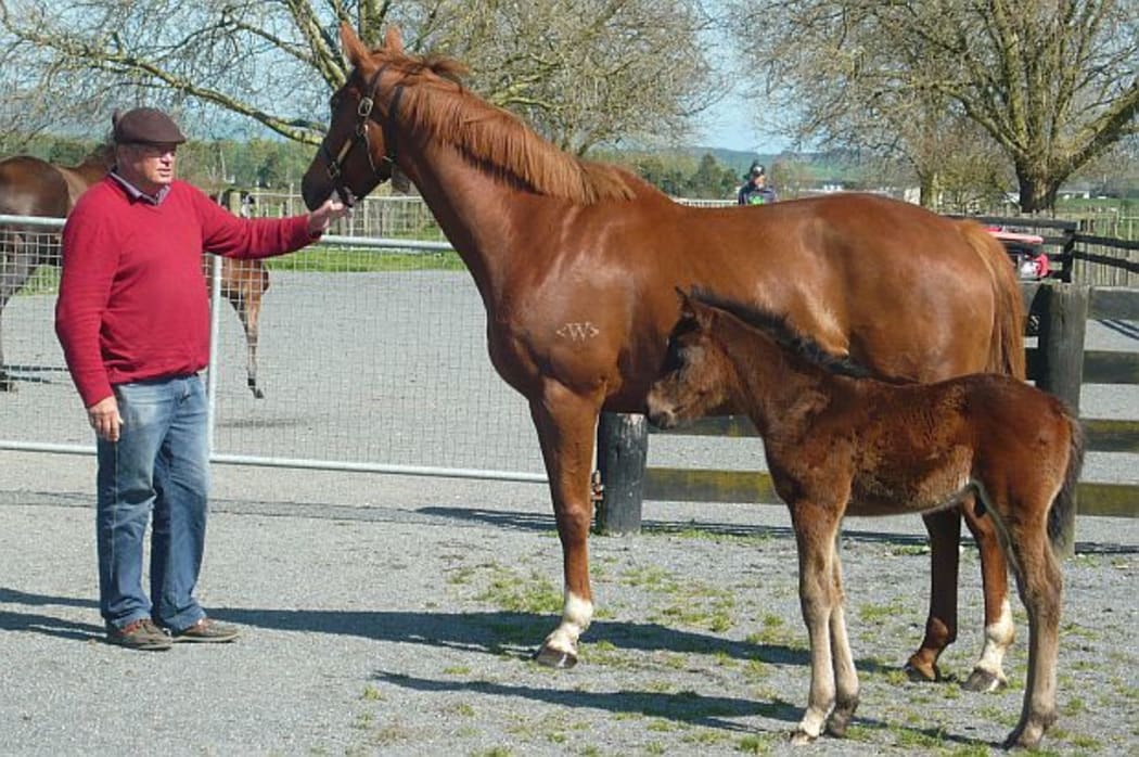 Horse breeder Gary Chittock stands with mare and foal