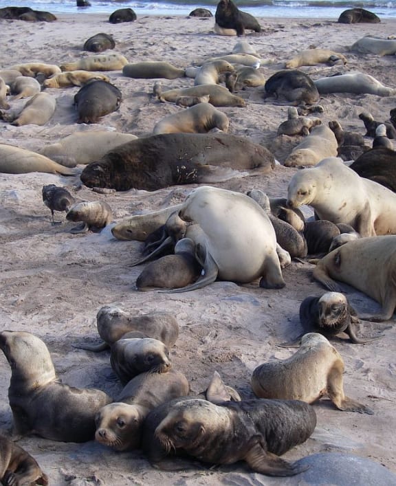 Sandy Beach on Enderby Island is one of the key rookeries for New Zealand sea lions. Over the last 15 years the number of  sea lion pups produced at the Auckland Islands has halved.