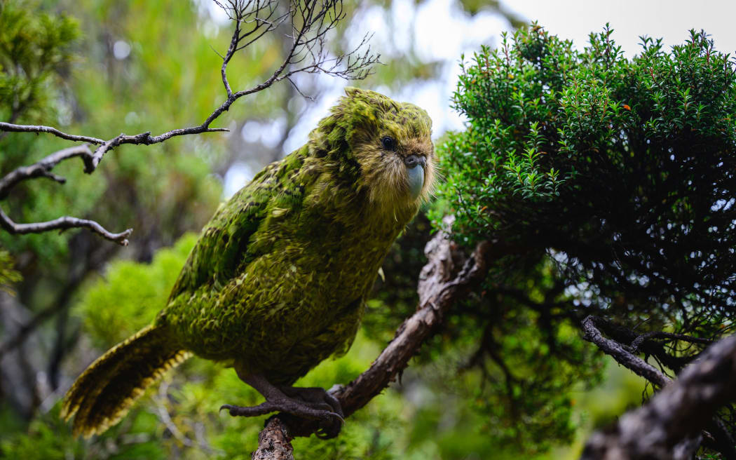 A full portrait of a kākāpō on a branch in a forest. The foliage of the tree is visible beside and behind it. The bird's feathers at the back of the head are ruffled.