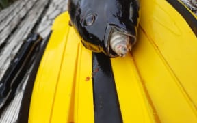 Tongue eating louse parasitising a butterfish from Whenua hou