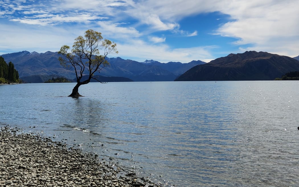 Wanaka tree