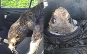A slippery seal rescued from a highway near Appleby.