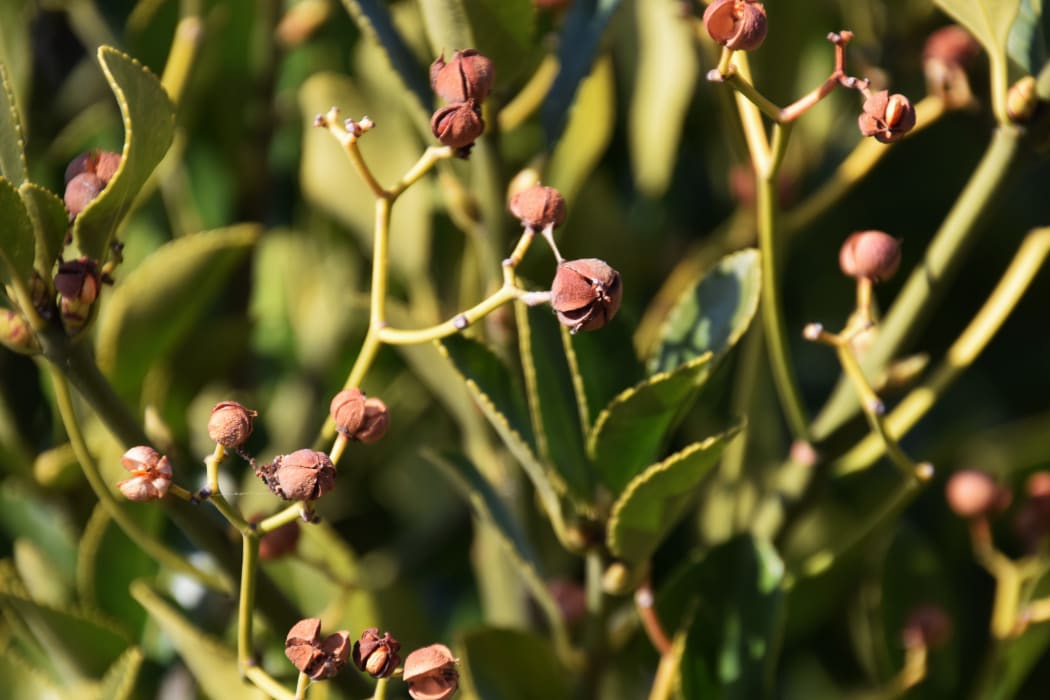 Seeds of Japanese spindle tree.
