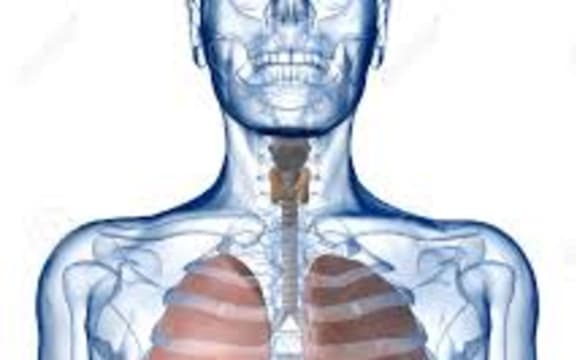 lungs
