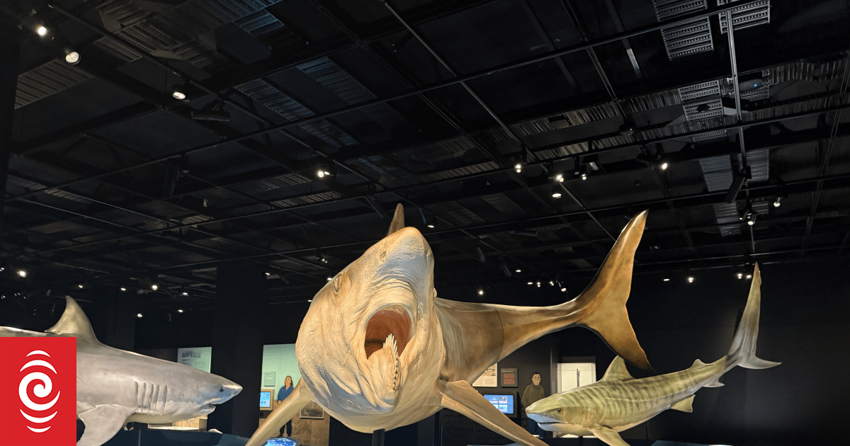 The safest way to get up close with sharks