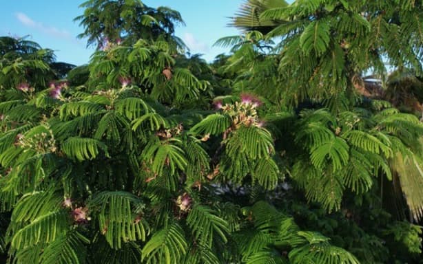 Northern Mariana Islands lists 29 species as endangered or threatened | RNZ