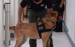 The CNMI Department of Corrections was in the early stages of establishing its own K-9 unit amid the battle against drugs, according to a KUAM News report on 19 September 2024.