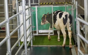 A calf enters the toilet.