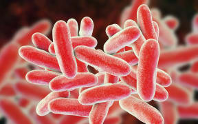 An illustration of Legionella pneumophila bacteria, the cause of Legionnaires' disease.