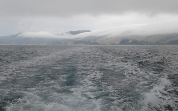 Large bryozoan reefs are found on the sea floor off the coast of the Otago Peninsula.