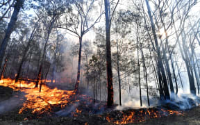 A bushfire, believed to have been sparked by a lightning strike that has ravaged an area of over 2,000 hectares in northern New South Wales state, burns in Port Macquarie on November 2, 2019. The bushfires raging across Australia have had a devastating impact on the country's unique flora and fauna, with some estimates putting the death toll at nearly half a billion animals in one state alone, and experts believe it could take decades for wildlife to recover. (Photo by SAEED KHAN / AFP)