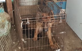 German shepherd dogs and pups were found in cages, on short leashes and choker chains on a kennel property owned by Barbara Glover and her daughter Janine Wallace.