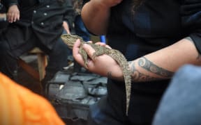 One of the 56 tuatara that were released in the sanctuary on Wednesday.