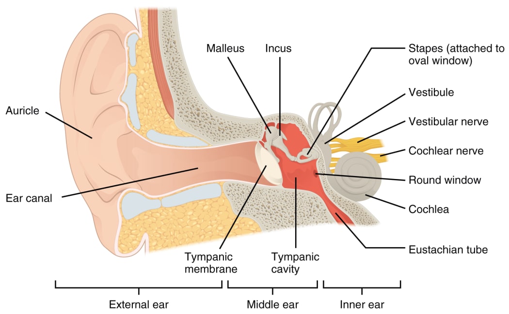 The structure of the ear