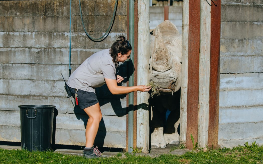 Auckland Zoo has euthanised its elderly rhino Zambezi.