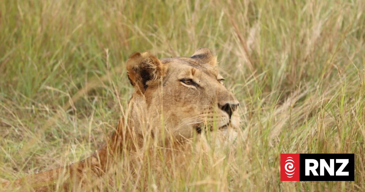 Three lions die of suspected heat stroke at Japanese zoo amid soaring temperatures
