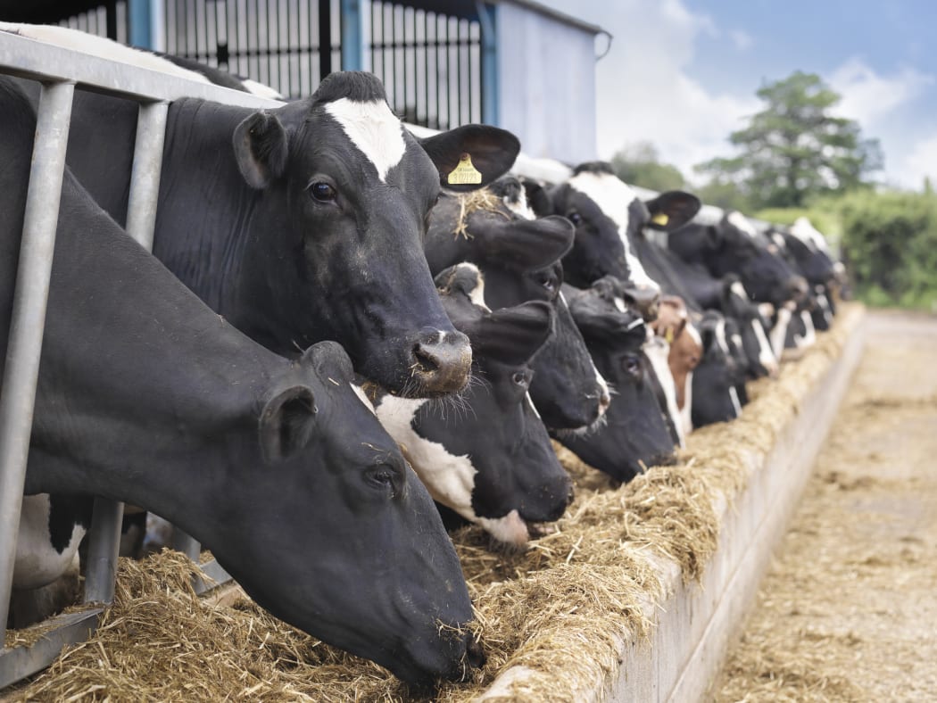 Cows are being bred to tolerate heat.