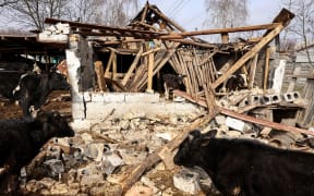 Cows in a destroyed farm on the outskirts of Kyiv