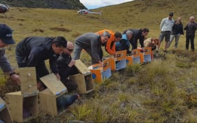 DoC staff release the takahe chicks.