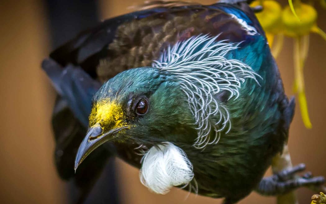 Tūī (kōkō) interrupted from its feed.