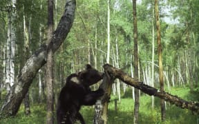 A brown bear in a Siberian forest.