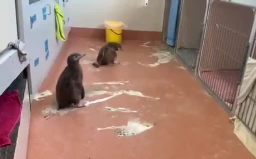 Two penguins on the ground surrounded by poo.