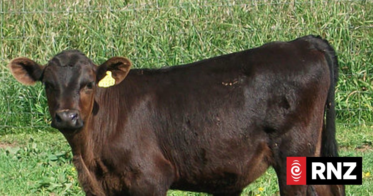 Bringing up the boys - calf rearing in Waikato | RNZ