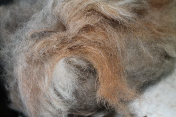 Machine-plucked possum fur