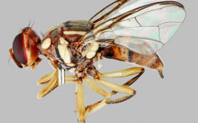 Oriental fruit fly