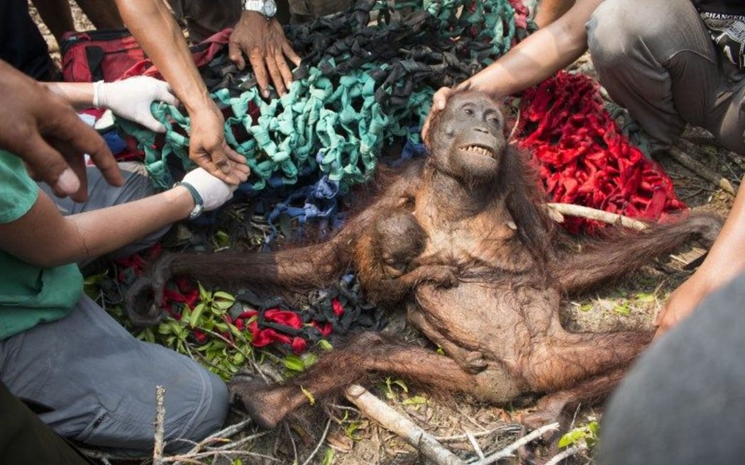 Anti, a baby orangutan, holds onto her malnourished mother while being rescued in the village of Kuala Satong in West Kalimantan province.