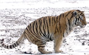 Near extinct animal products are being sold online.